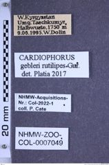 Etiketten zu Cardiophorus gebleri rutilipes (Gurjeva, 1966) (NHMW-ZOO-COL-0007049)